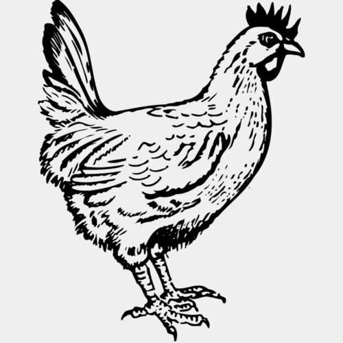 CHICK004 Thumbnail