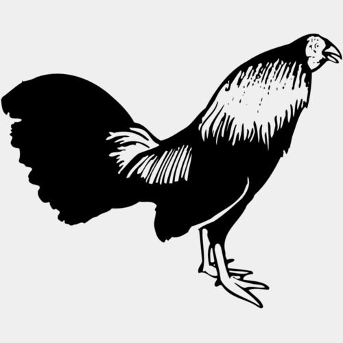 CHICK006 Thumbnail