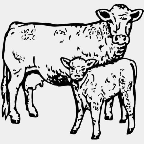 COW030 Thumbnail