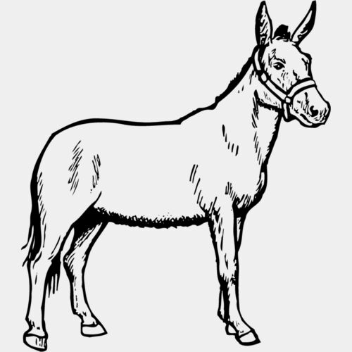 BURRO002 Thumbnail