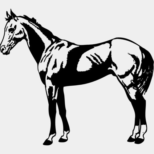 HORSE018 Thumbnail