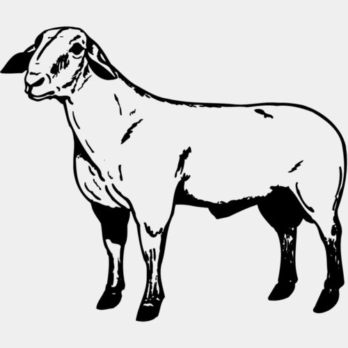SHEEP008 Thumbnail