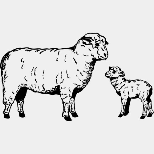 SHEEP010 Thumbnail