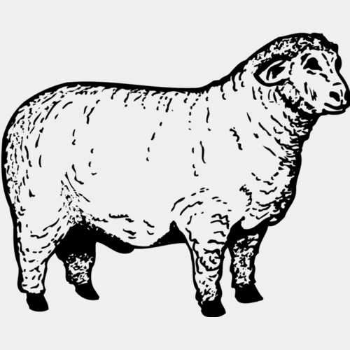 SHEEP012 Thumbnail