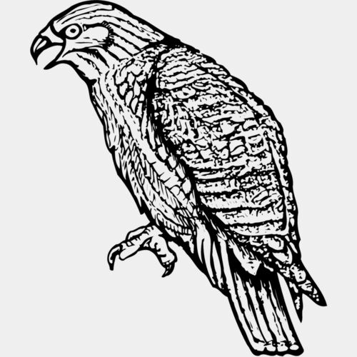 BIRD001 Thumbnail