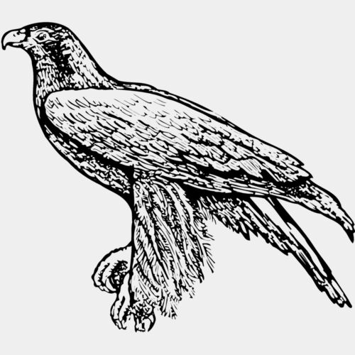 BIRD003 Thumbnail