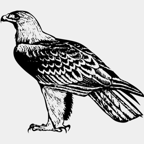 BIRD005 Thumbnail