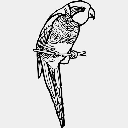 BIRD013 Thumbnail