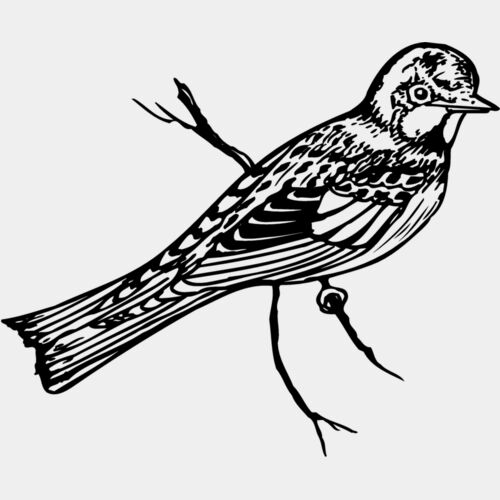 BIRD019 Thumbnail