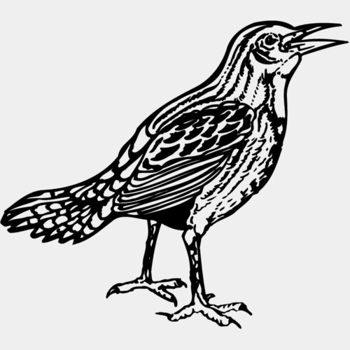 BIRD023 Thumbnail