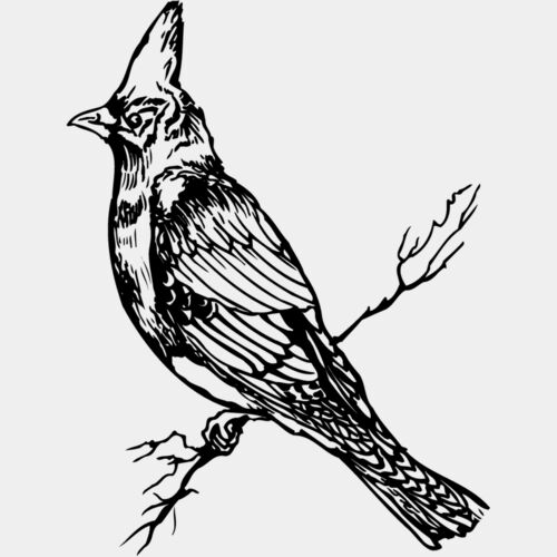 BIRD025 Thumbnail