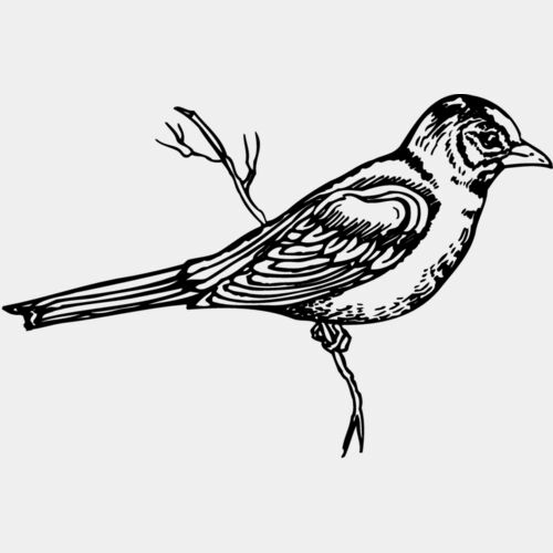 BIRD026 Thumbnail