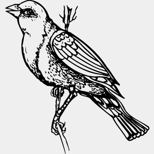 BIRD043 Thumbnail