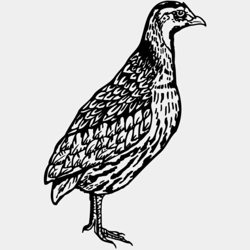 BIRD044 Thumbnail
