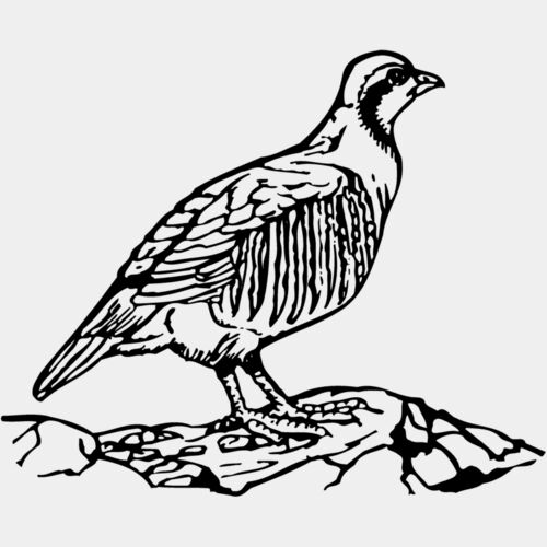 BIRD045 Thumbnail