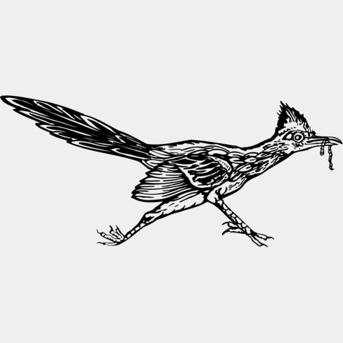 BIRD046 Thumbnail