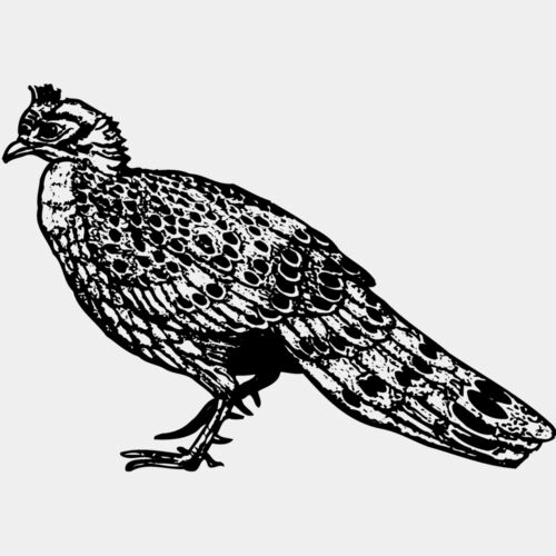 BIRD060 Thumbnail