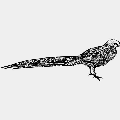 BIRD062 Thumbnail