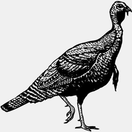 BIRD072 Thumbnail