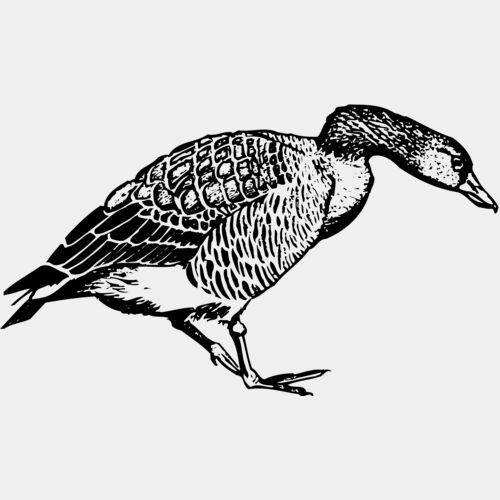 BIRD091 Thumbnail