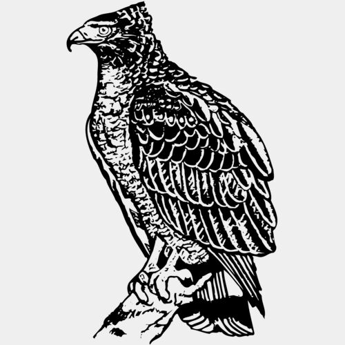 EAGLE019 Thumbnail
