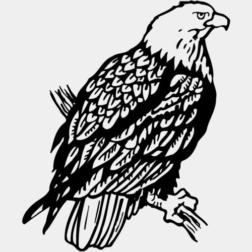EAGLE024 Thumbnail