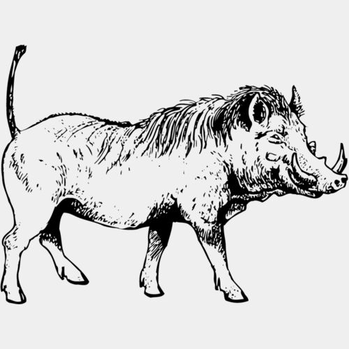BOAR0002 Thumbnail