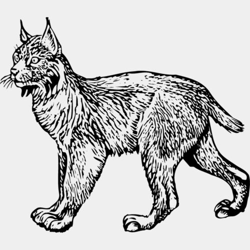 BOBCAT01 Thumbnail