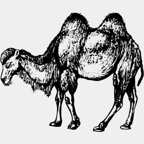 CAMEL002 Thumbnail
