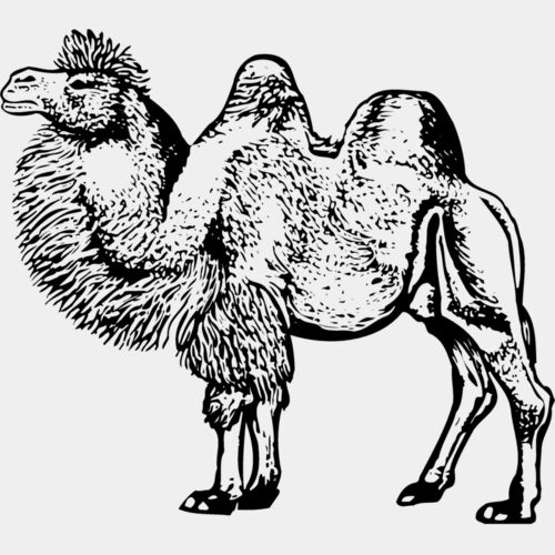 CAMEL003 Thumbnail