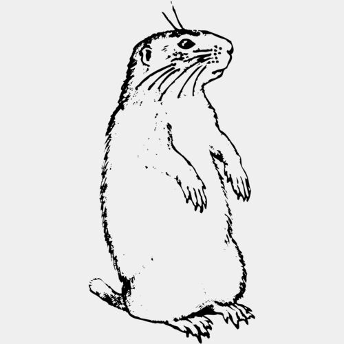GOPHER01 Thumbnail