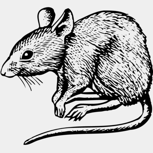 MOUSE001 Thumbnail
