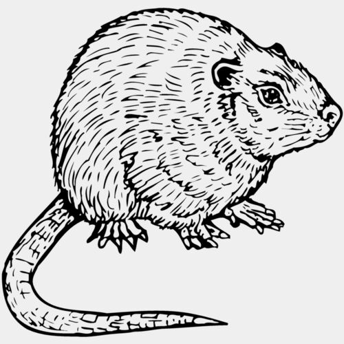 MOUSE002 Thumbnail