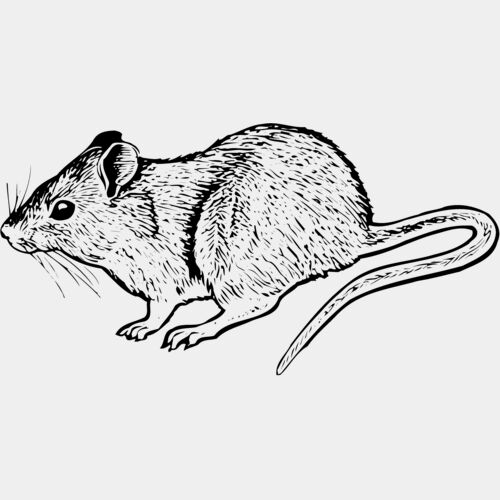 MOUSE004 Thumbnail
