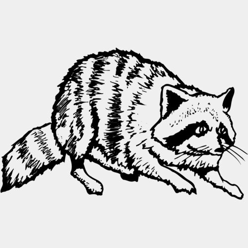 COON001 Thumbnail