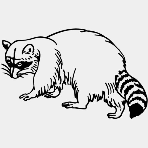 COON003 Thumbnail
