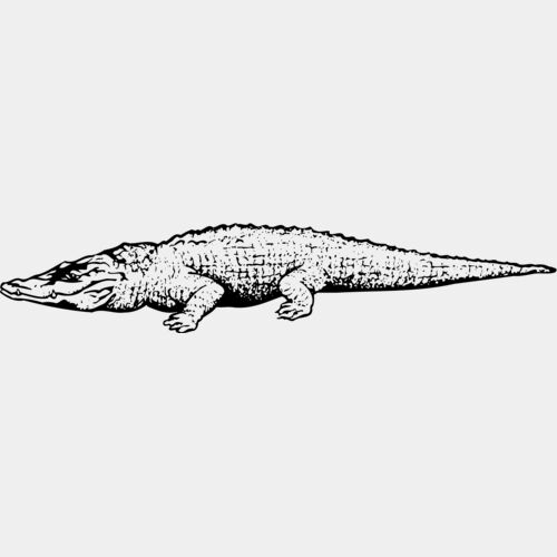 CROC03 Thumbnail