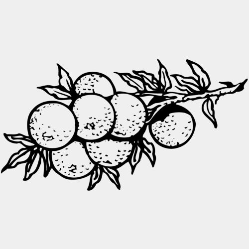 FRUIT035 Thumbnail
