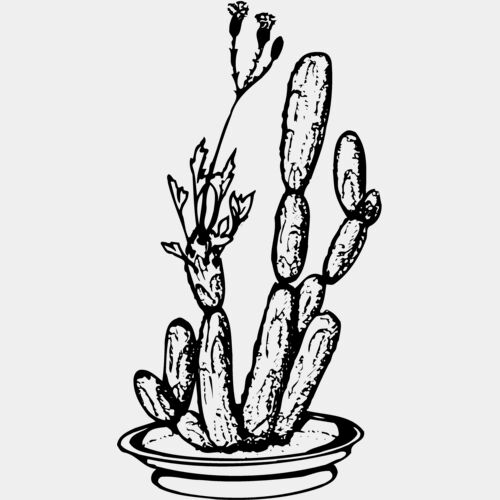 CACTUS08 Thumbnail