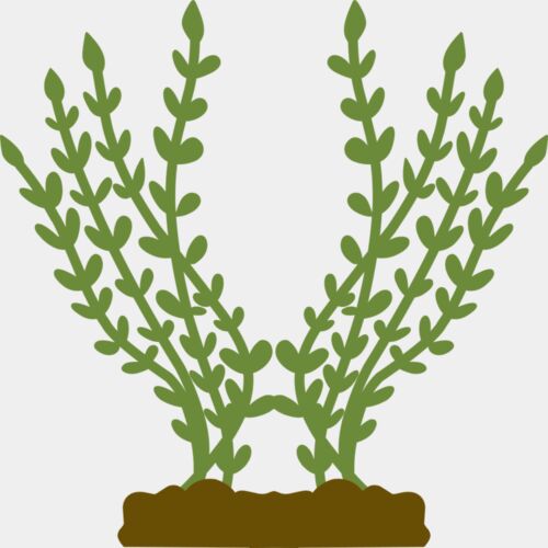 Plants 4 Thumbnail